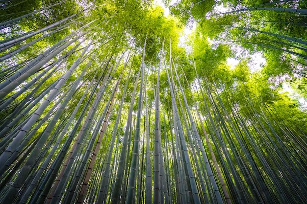 Bamboo Grove
