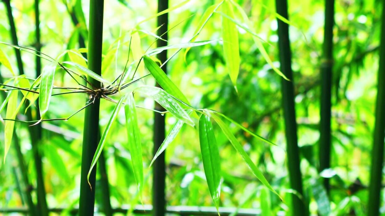 Bamboo Leaves