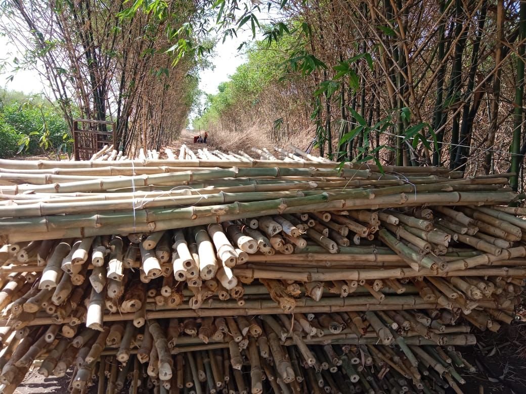 Bamboo Poles
