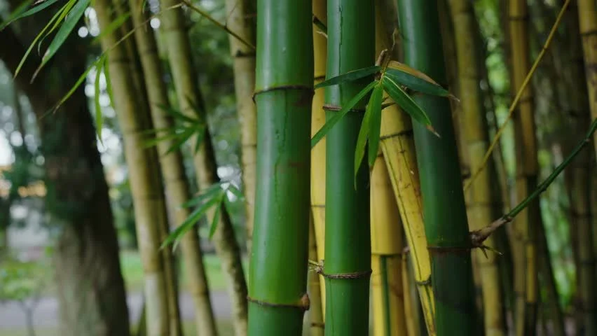 Bamboo Shoots